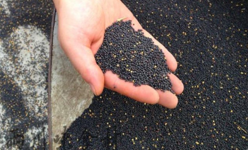 菜粕期貨是什么時候上市的？怎么交