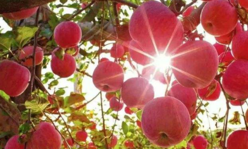 一手蘋(píng)果期貨的交易成本是多少？在